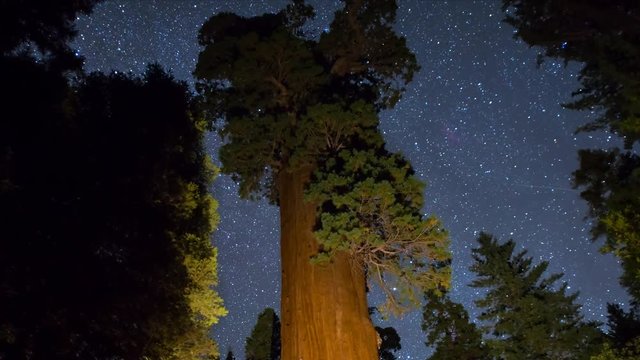 MoCo Astro Timelapse Tracking Shot of General Grant Tree in Sequoia -Long Crop-