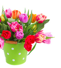fresh pink, purple and red tulips in green metal pot close up isolated on white background