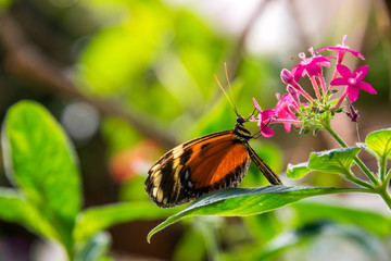 Fototapeta na wymiar Butterfly