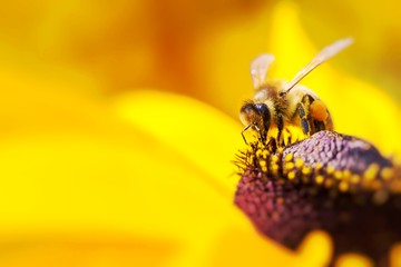 Close-up photo of a Western Honey Bee gathering nectar and spreading pollen on a young Autumn Sun...