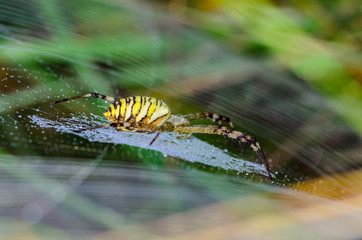 Wasp spider sits at the center of its web