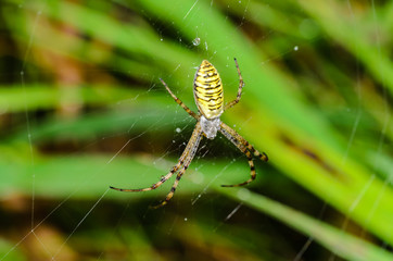 Wasp spider sits at the center of its web