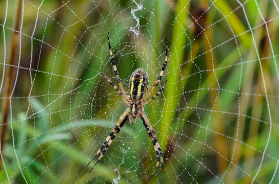 The reverse side of the spider argiope bruennichi