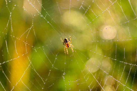 Small spider araneus at the center of its web