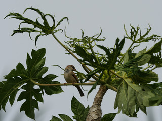 Cardinal femelle, p&eacute;riode des amours,  La R&eacute;union