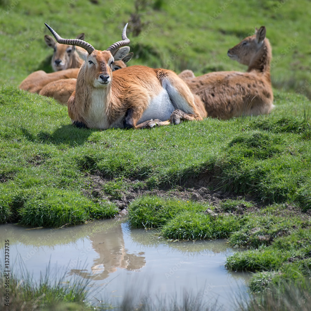 Poster A group of lechwe antelopes with a dominant buck lying on the grass with a reflection in a small pool