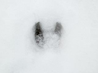 Deer and wolf footprint in snow forest