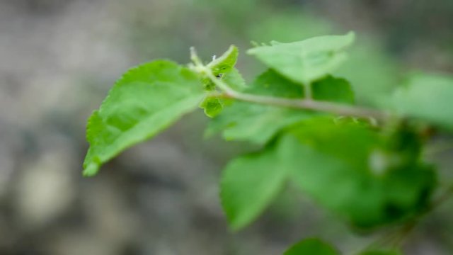  Branches with fresh green leaves moving against blurred forest trees background, Wind blowing vibrant leaves on tree brach