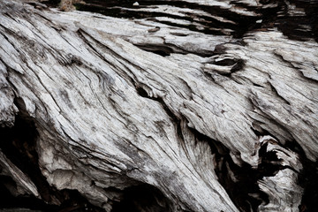 Gray driftwood closeup - obrazy, fototapety, plakaty