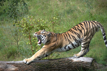 Tiger auf Holzstamm 