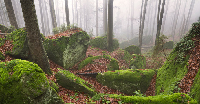 Sandstone rocks in the misty forest