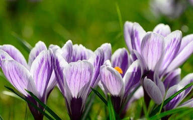 Blooming purple crocus flowers in spring sunlight