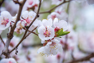 Fototapeta na wymiar spring flowers apricot on branches apricot