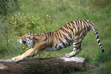 Obraz na płótnie Canvas Tiger auf Baum