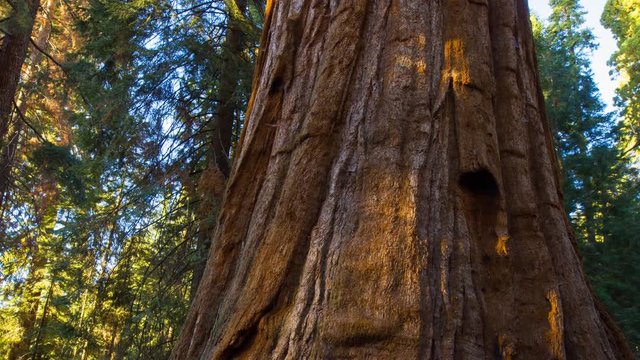 MoCo Timelapse Tracking Shot of Sunlight on Giant Sequoia at Sunset -Tilt Down-