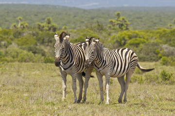 Fototapeta na wymiar Zebras in the hot African sun