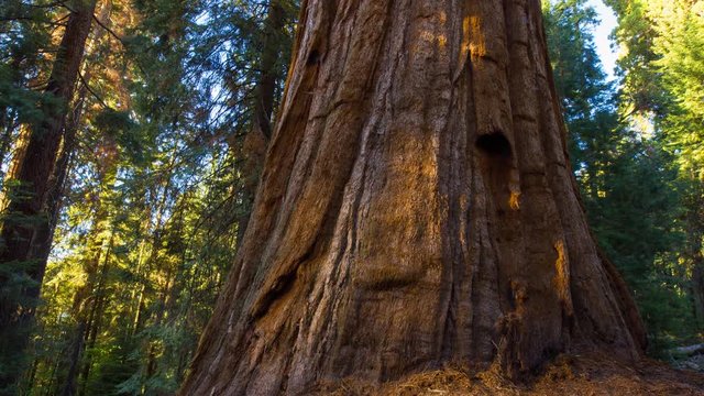 MoCo Timelapse Tracking Shot of Sunlight on Giant Sequoia at Sunset -Zoom In-