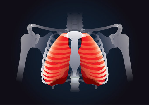 Red Lung in human rib cage on black. This illustration about human respiratory System.