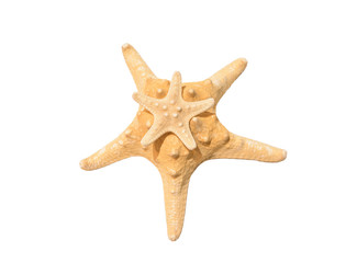 starfish two close up, detail sea life .