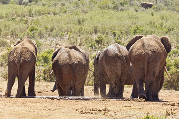 Herd of elephants at a water hole