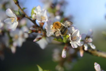 Bumblebee on the flowers of cherry
