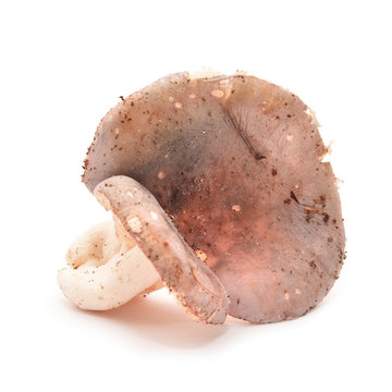 Russula cyanoxantha mushroom