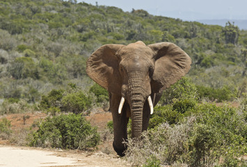 Large African elephant walking out of thick bush