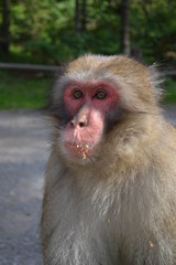 macaque