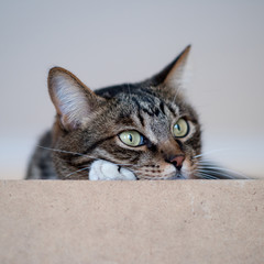 Cat portrait close up, only head crop, cat in light brown and cream looking with pleading stare at the viewer with space for advertising and text, cat head. Beautiful cat.