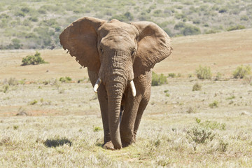 Large male african elephant walking in short savanna grassland