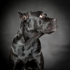 Black dog Cane corso on the black background