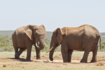 Two African elephants at a water hole