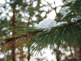 melting snow on the branch of a pine
