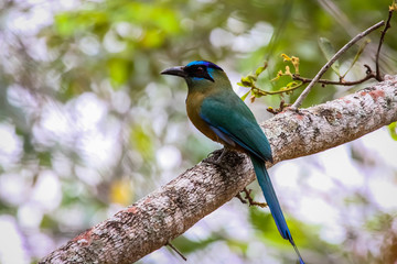 Blue crowned motmot perching on a branch, Chapada dos Guimaraes, Brazil