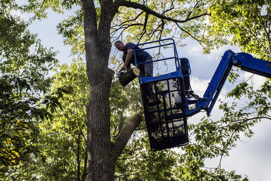 Man On Aerial Lift Cutting Tree