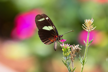 Fototapeta na wymiar Close up of butterfly Heliconius cydno galanthus on a flower, Amazon, Brazil