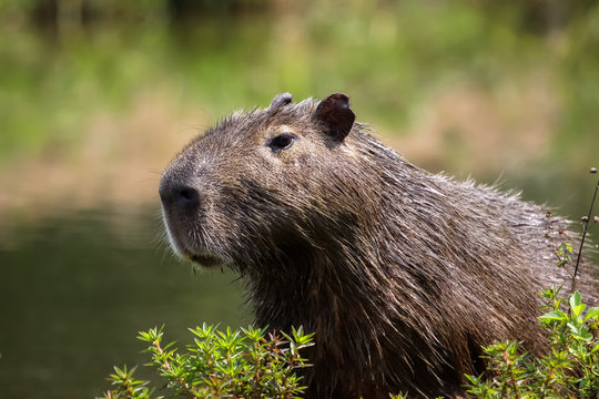 Close up of a Capybara, Pantanal, Brazil