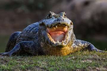 Black caiman cooling down with open mouth, facing, Pantanal, Brazil