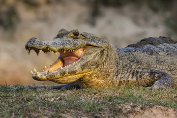 Black caiman cooling down with open mouth, facing, Pantanal, Brazil