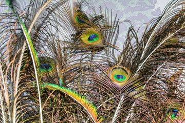 Peacock feather, feather, tail, tail feather,