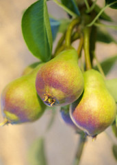 Delicious Pears Growing on Pear Tree