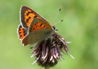 Female Small Copper butterfly (Lycaena phlaeas) foraging on a thistle flower
