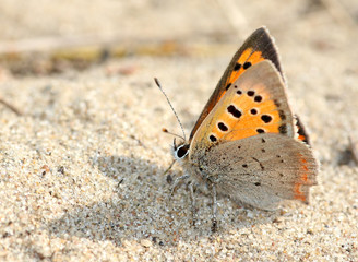 Fototapeta na wymiar Male European Small Copper butterfly (Lycaena phlaeas) posing on the ground. 