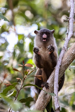 Black tailed marmoset feeding in a tree, Pantanal, Brazil