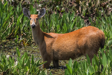 Close up of a Marsh deer in the swamp, Pantanal, Brazil
