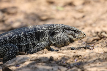 Fototapeta premium Profile of a Black and white tegu, Pantanal, Brazil