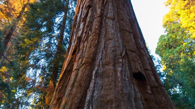 MoCo Timelapse Tracking Shot of Sunset Light on Giant Sequoia -Tilt Down-