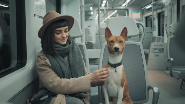 Front view on attractive girl in hat travelling by train and stroking clever calm ginger dog basenji