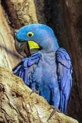 Close up of an impressive Hyacinth macaw, Pantanal, Brazil