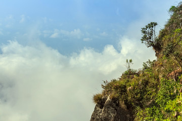 Scenic path in Horton Plains